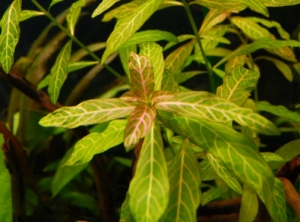 Hygrophila Polysperma Green